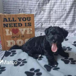 Marco the Yorkichon