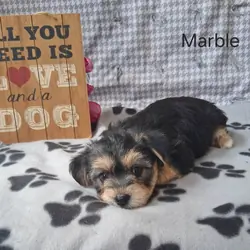 Marble the Yorkichon