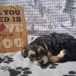 Major the Yorkichon