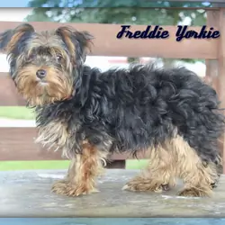 Freddie Male Yorkshire Terrier