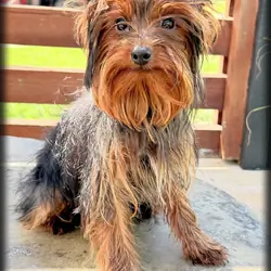 Dakota Male Yorkshire Terrier