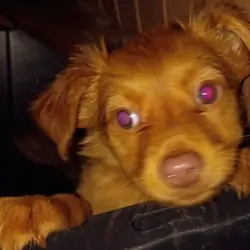 Puppy