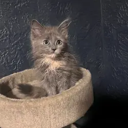 two  kittens
