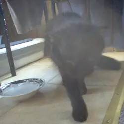 Cat, young female two to three years old.