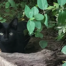 Kitten