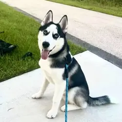 Siberian Husky
