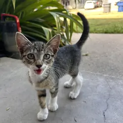 baby kitties looking for new home