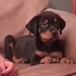 Rottweiler puppies