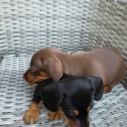 Two beautiful female Miniature Dachshund