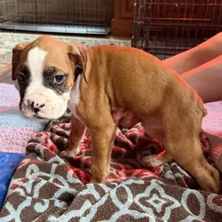 Boxer Puppies