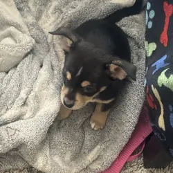 Dog