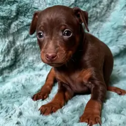 AKC Miniature Pinscher Puppy