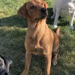 AKC Labrador Retriever