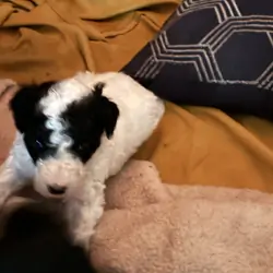 Poodle Pups