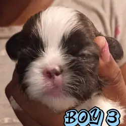 Mini Shi Tzu's