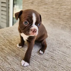Boston Terrier puppy