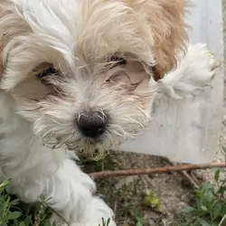 Teddy Bear puppies