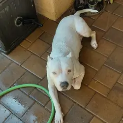 Meet Chevy, A Loving Dogo Argentino