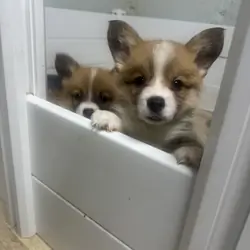 Pembroke Welsh Corgi Puppies