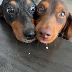 Miniature Dachshunds