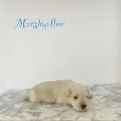Miniature schnauzer puppies