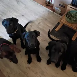 Adorable GSD Puppies