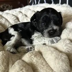 Miniature Schnauzer Puppies for Sale