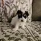 Mini B image