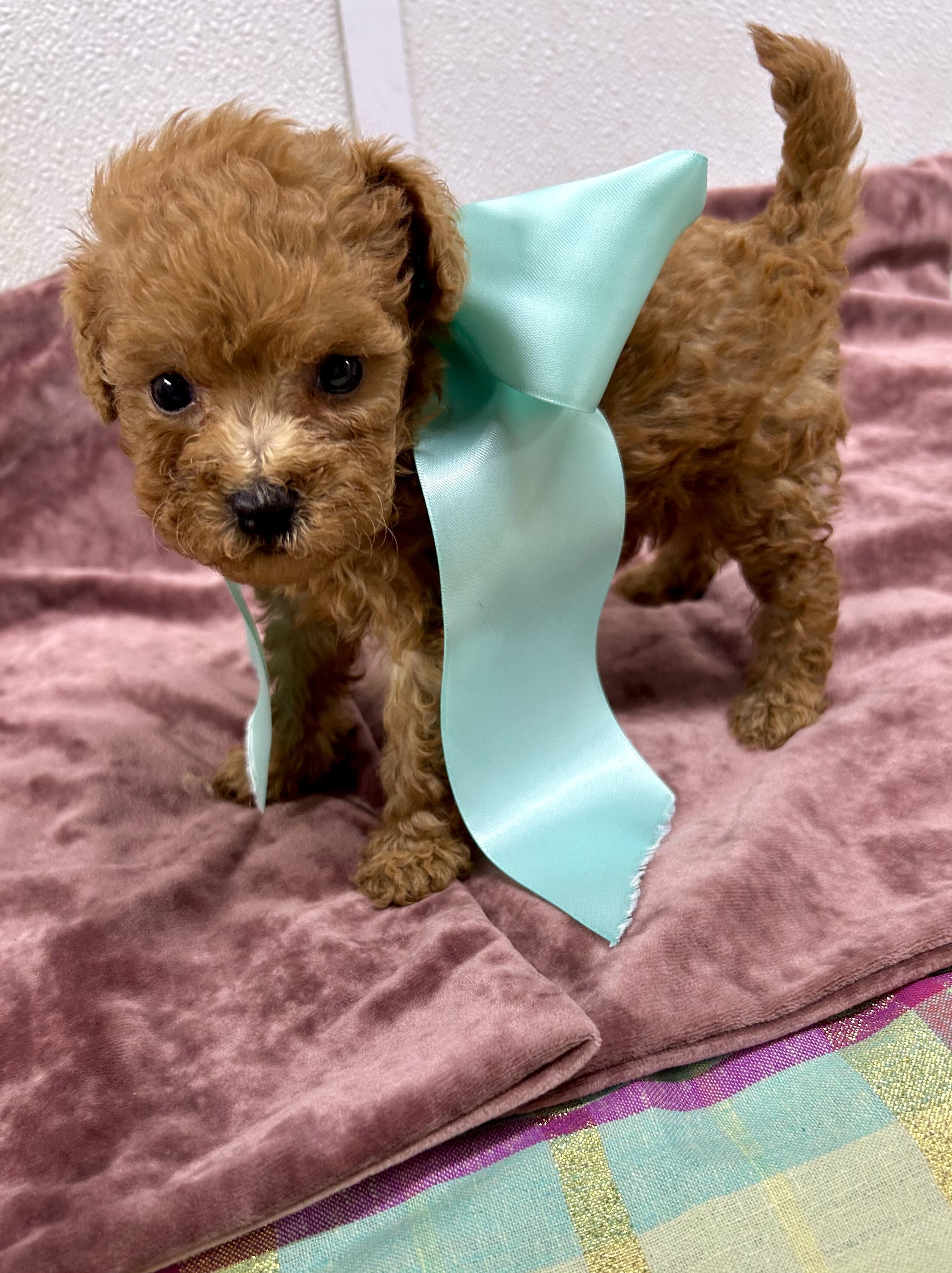 Toy maltipoo image 2