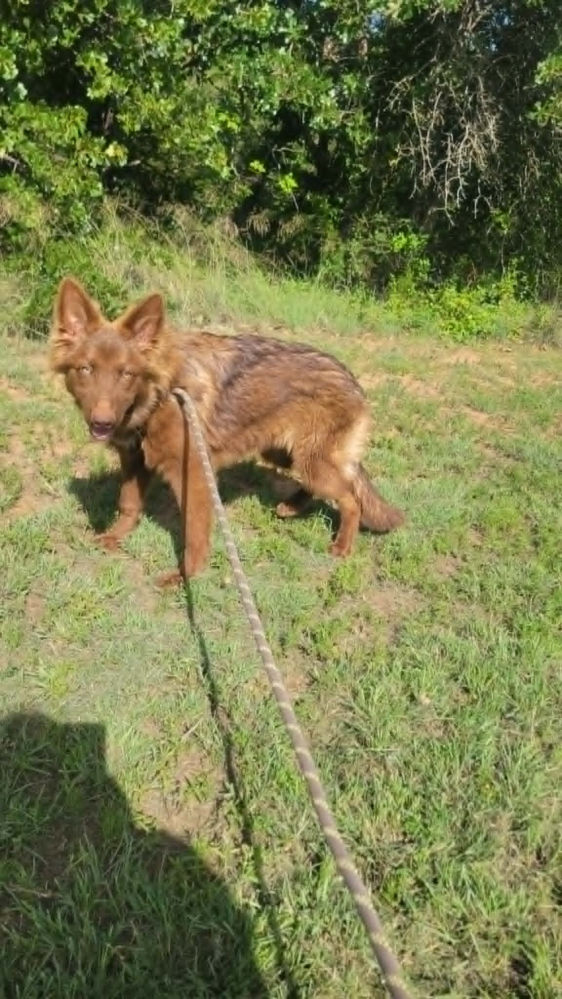 Rehoming AKC, GSD Puppies image 3