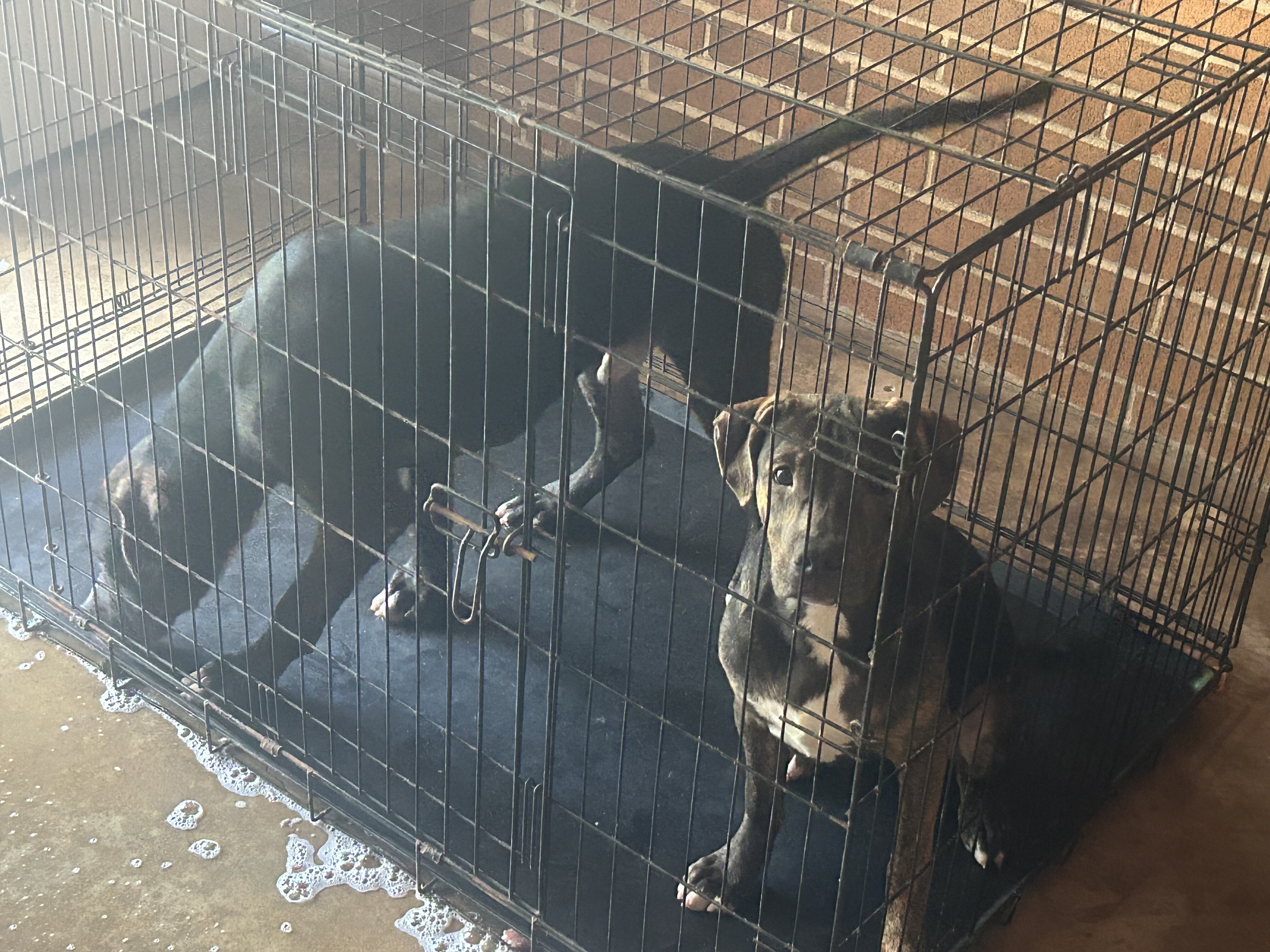 Pitbull Terrier image 4