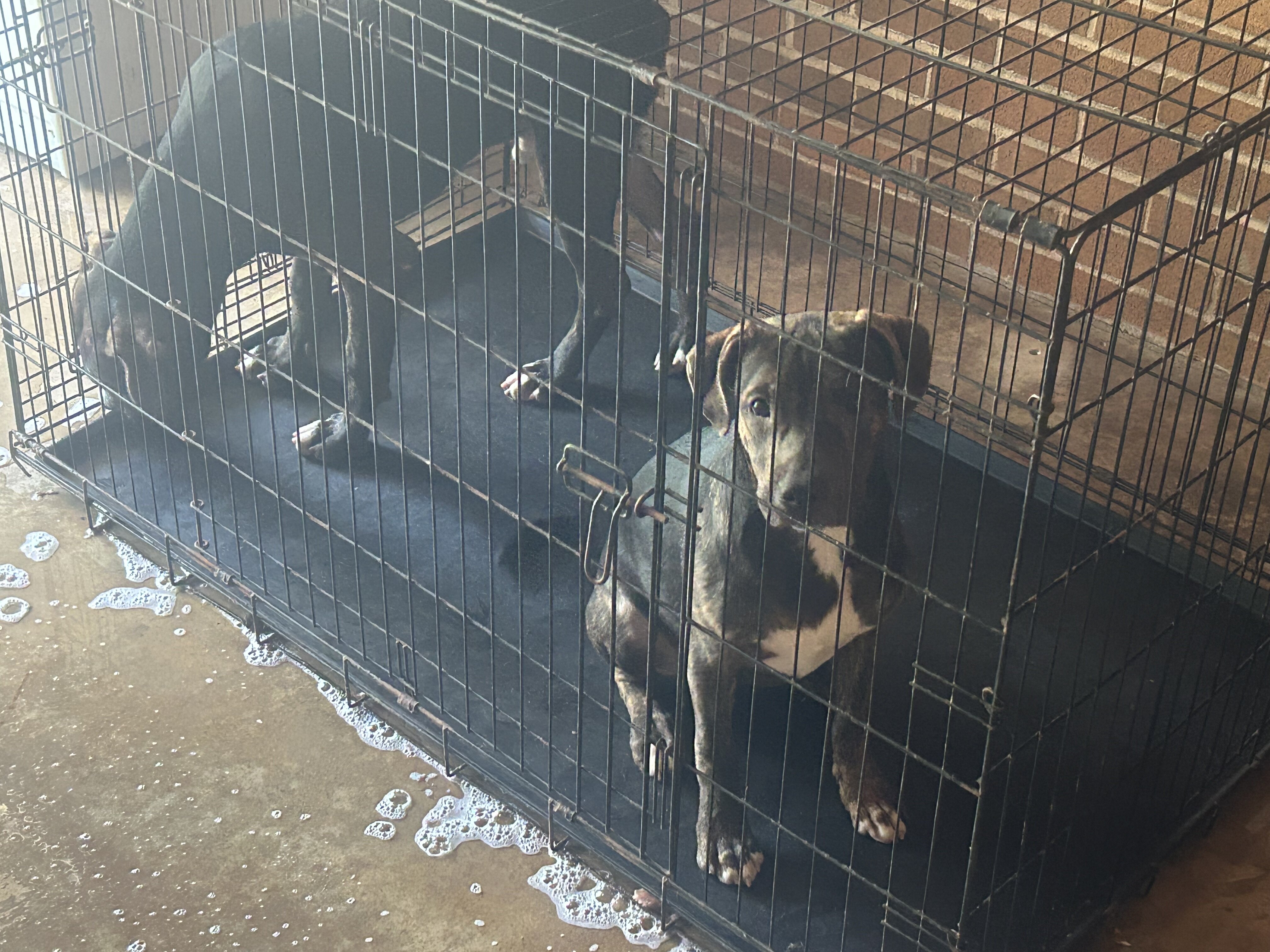 Pitbull Terrier image 2