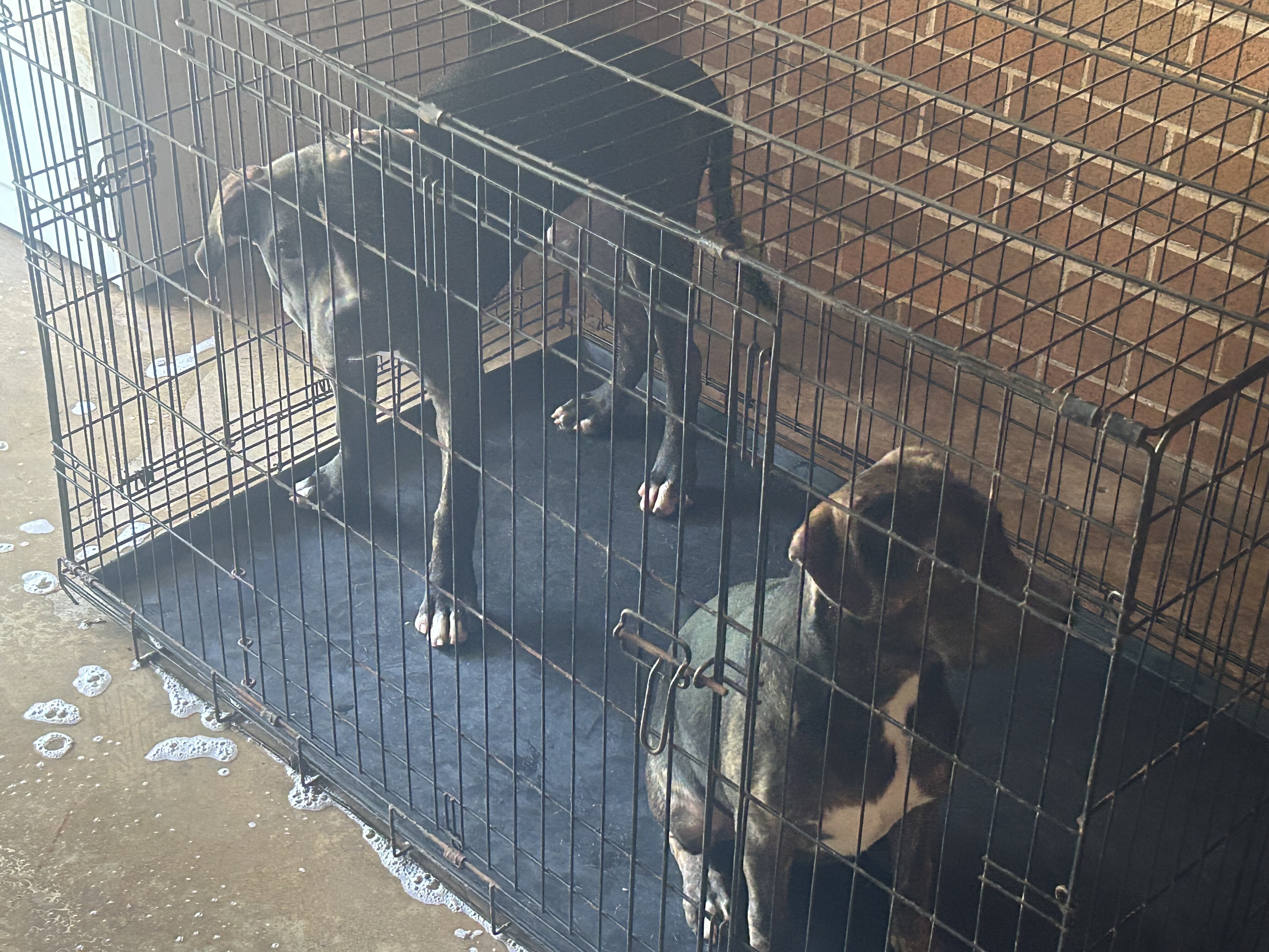 Pitbull Terrier image 1