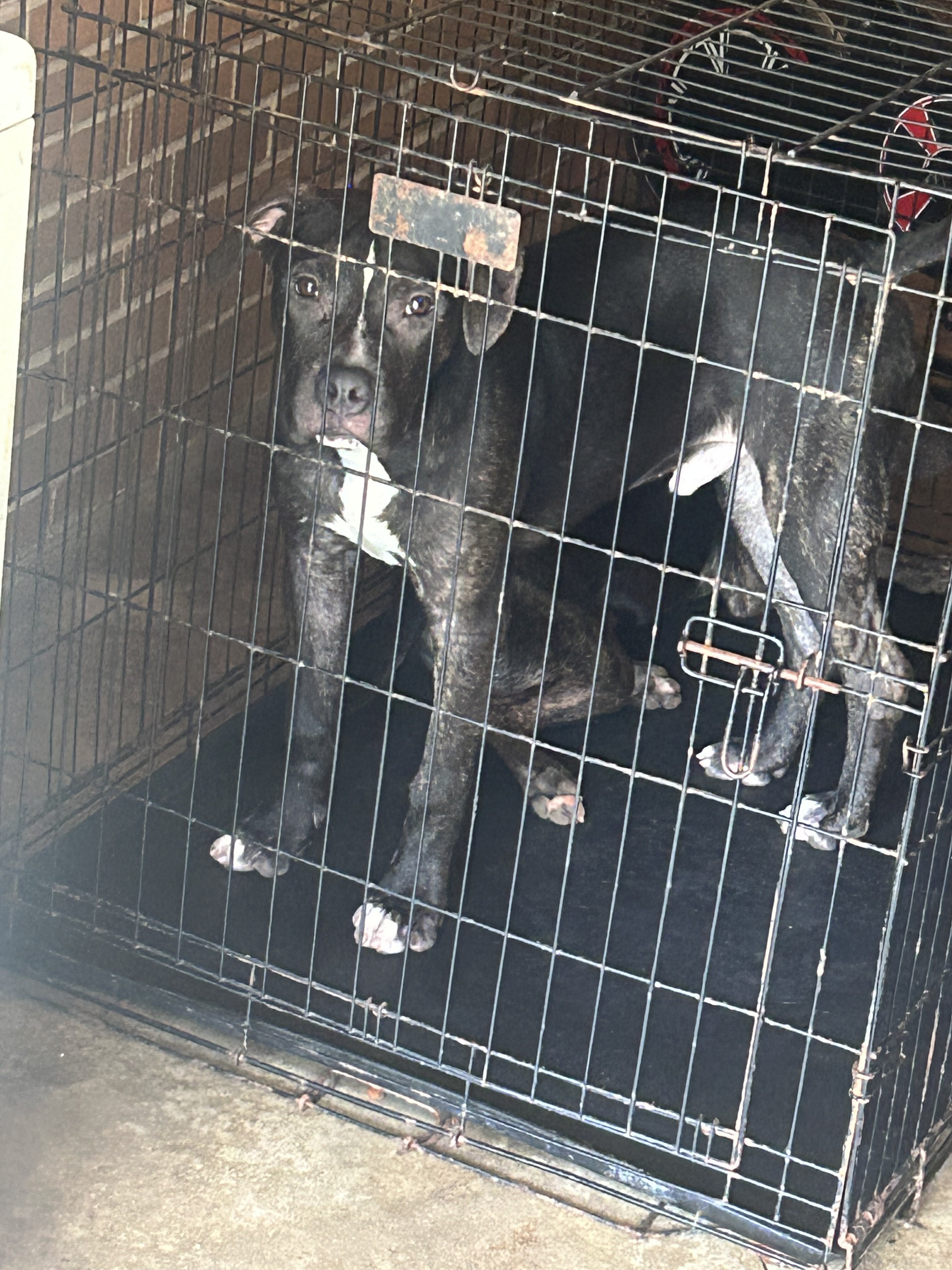 Pitbull Terrier image 3