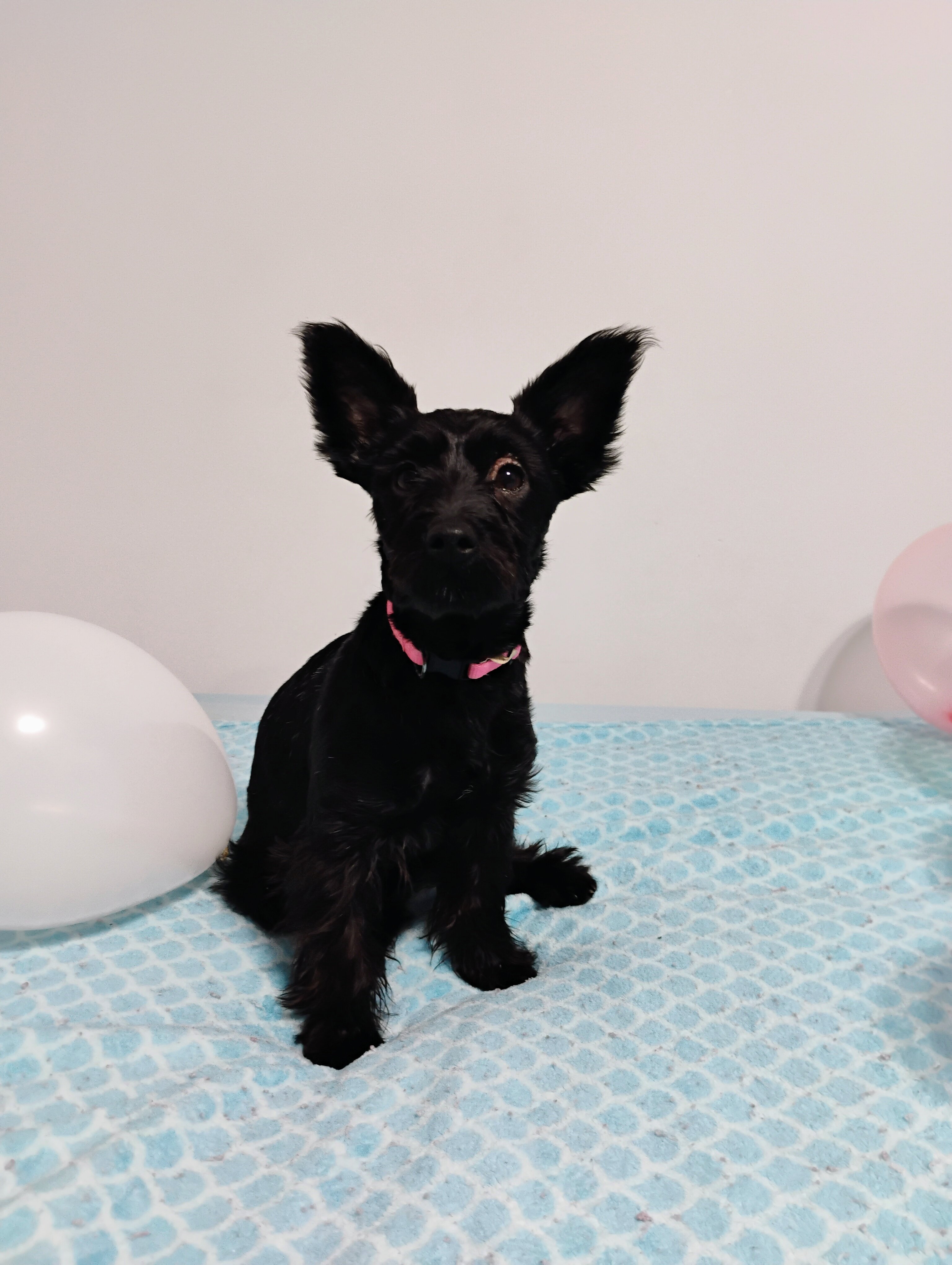 CKC Registered KB Black Purebred Yorkie Puppies image 1