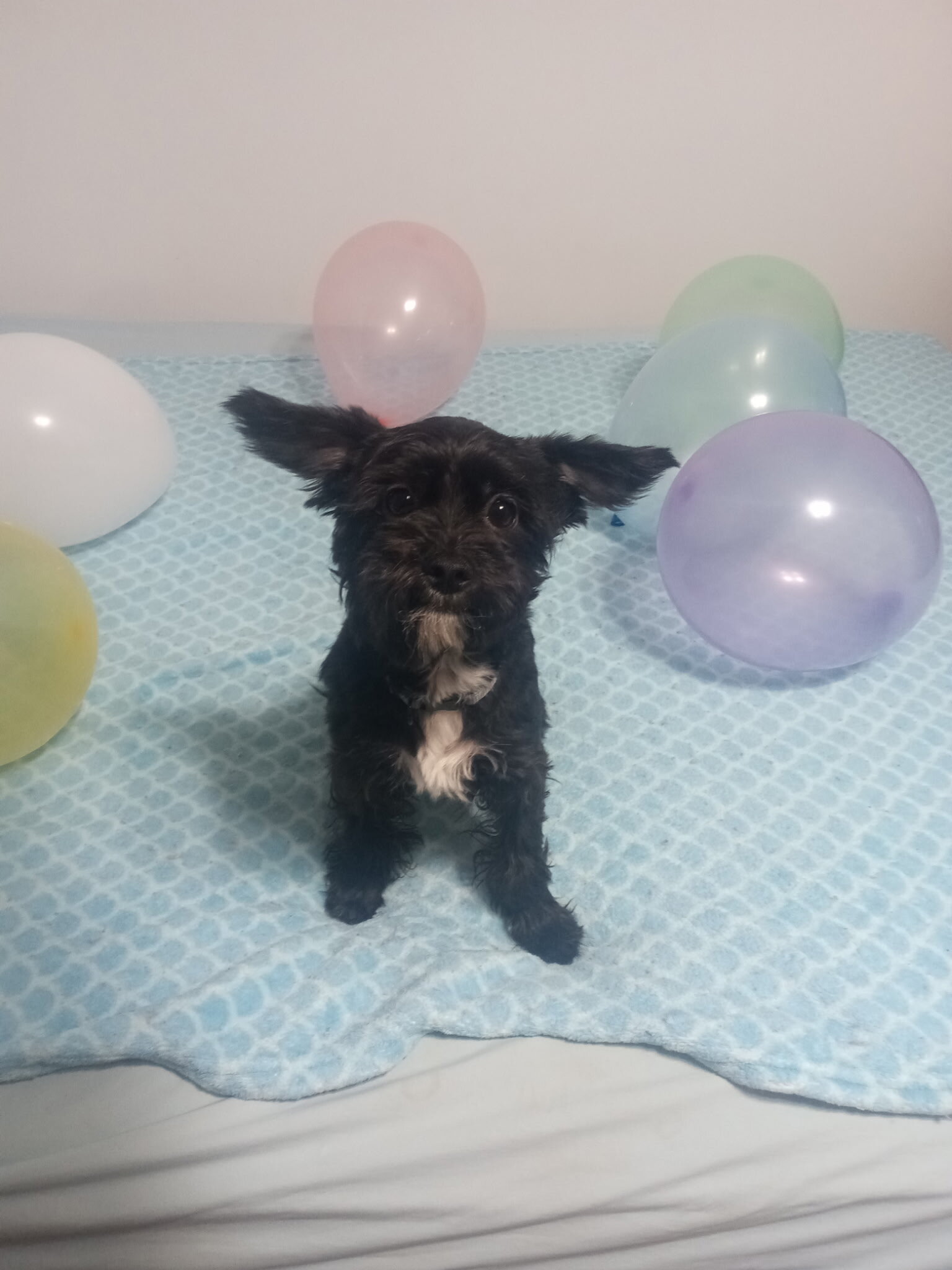 CKC Registered KB Black Purebred Yorkie Puppies image 2