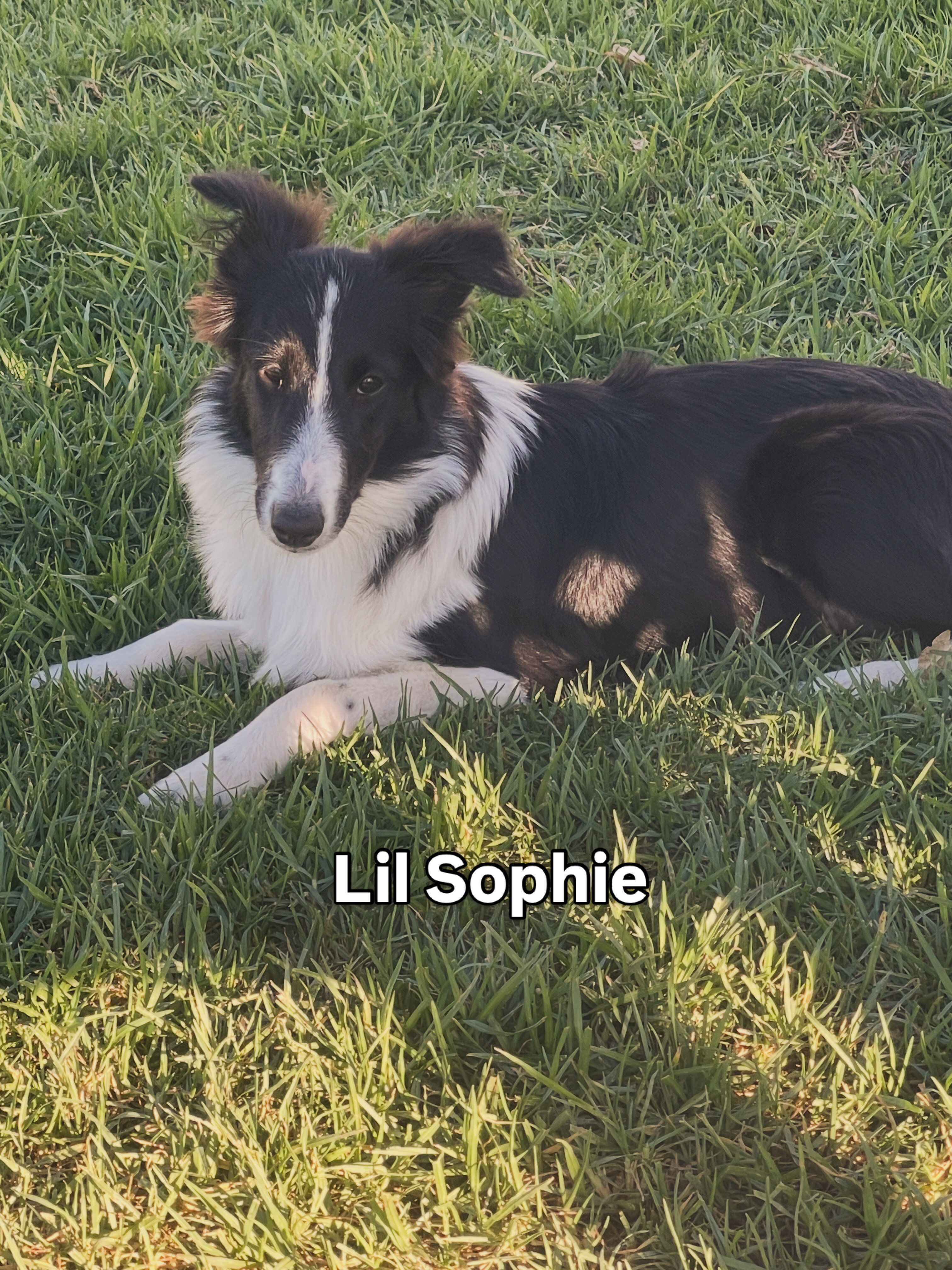 AKC Shetland Sheep Dog image 1