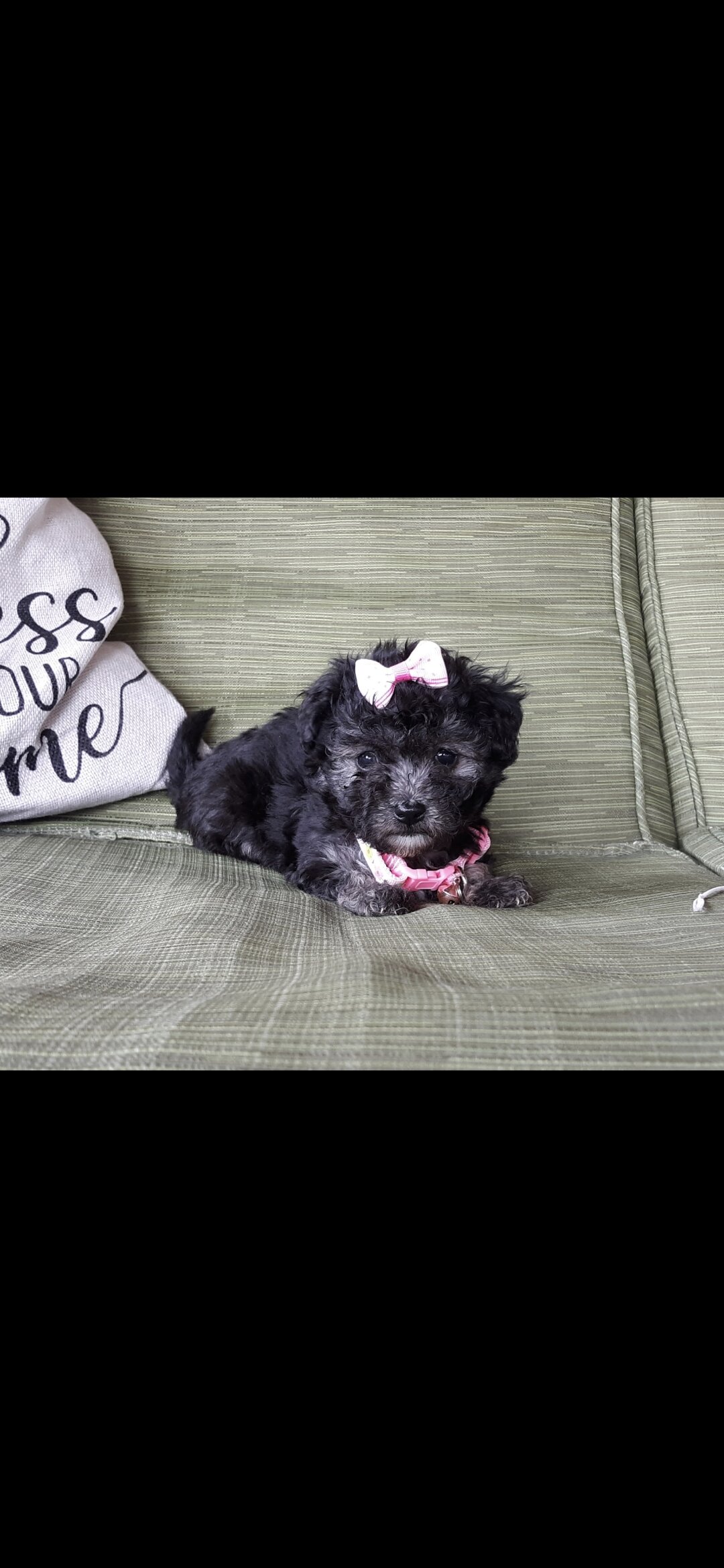 Maltipoo image 3