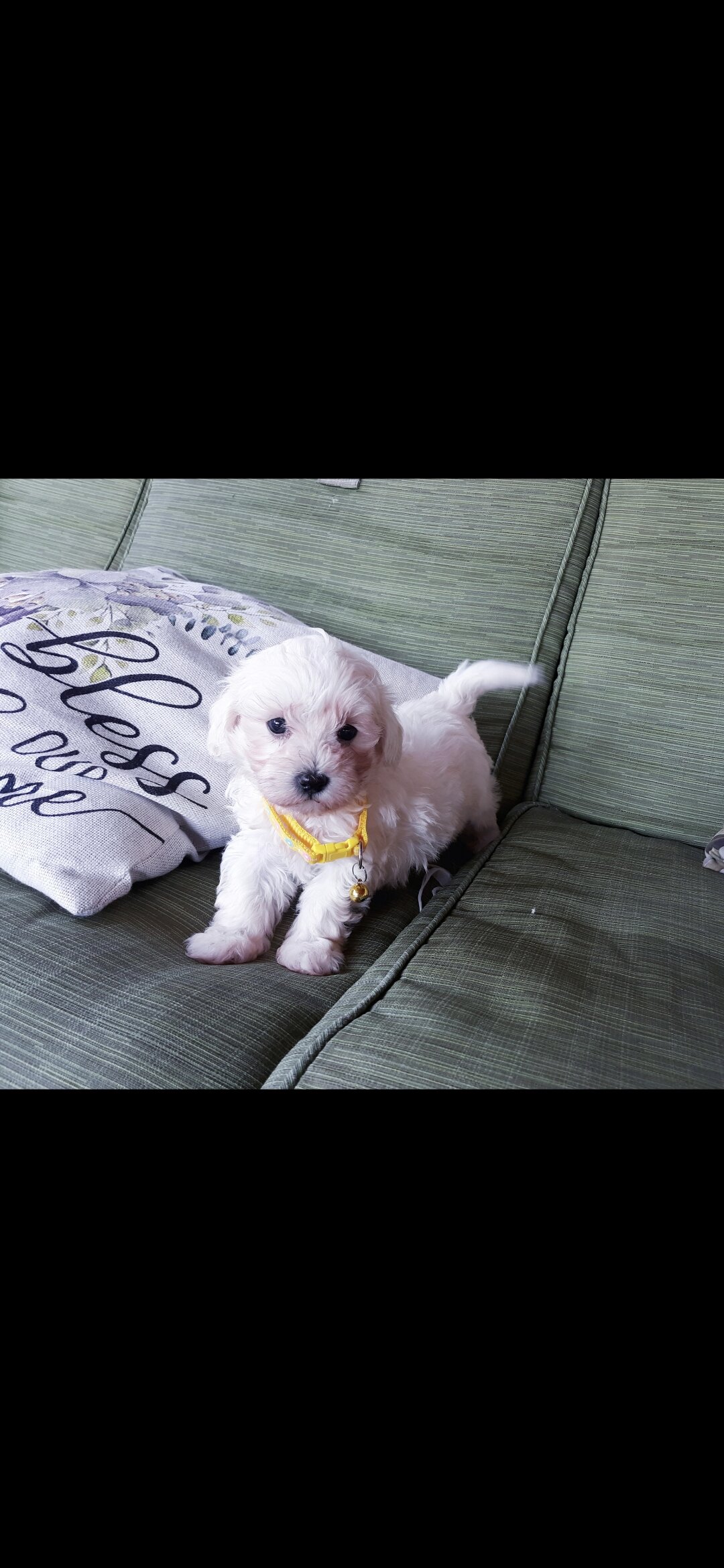 Maltipoo image 4