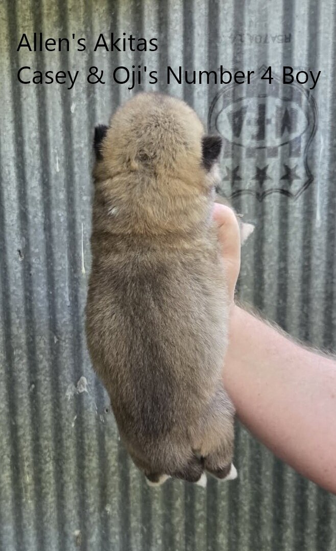 AKC fully Registered American Akita Male Puppy image 2