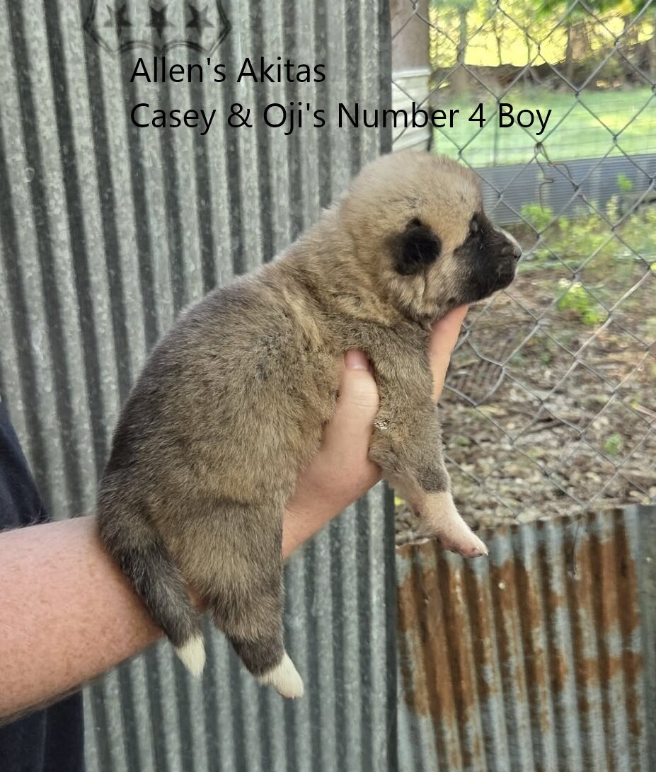 AKC fully Registered American Akita Male Puppy image 3