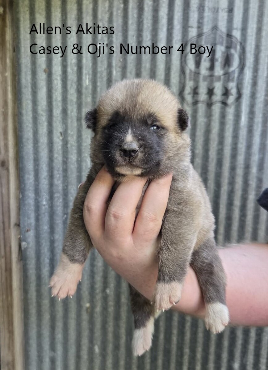 AKC fully Registered American Akita Male Puppy image 1