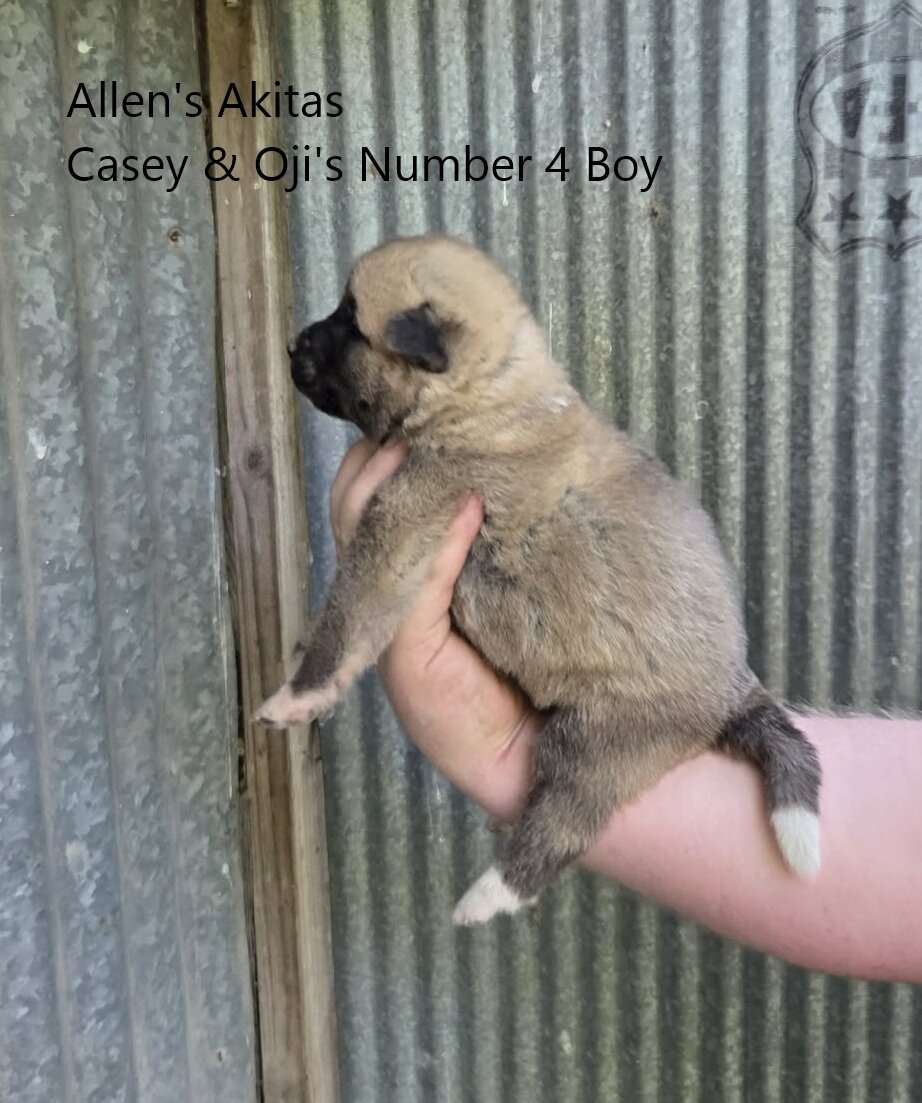 AKC fully Registered American Akita Male Puppy image 4
