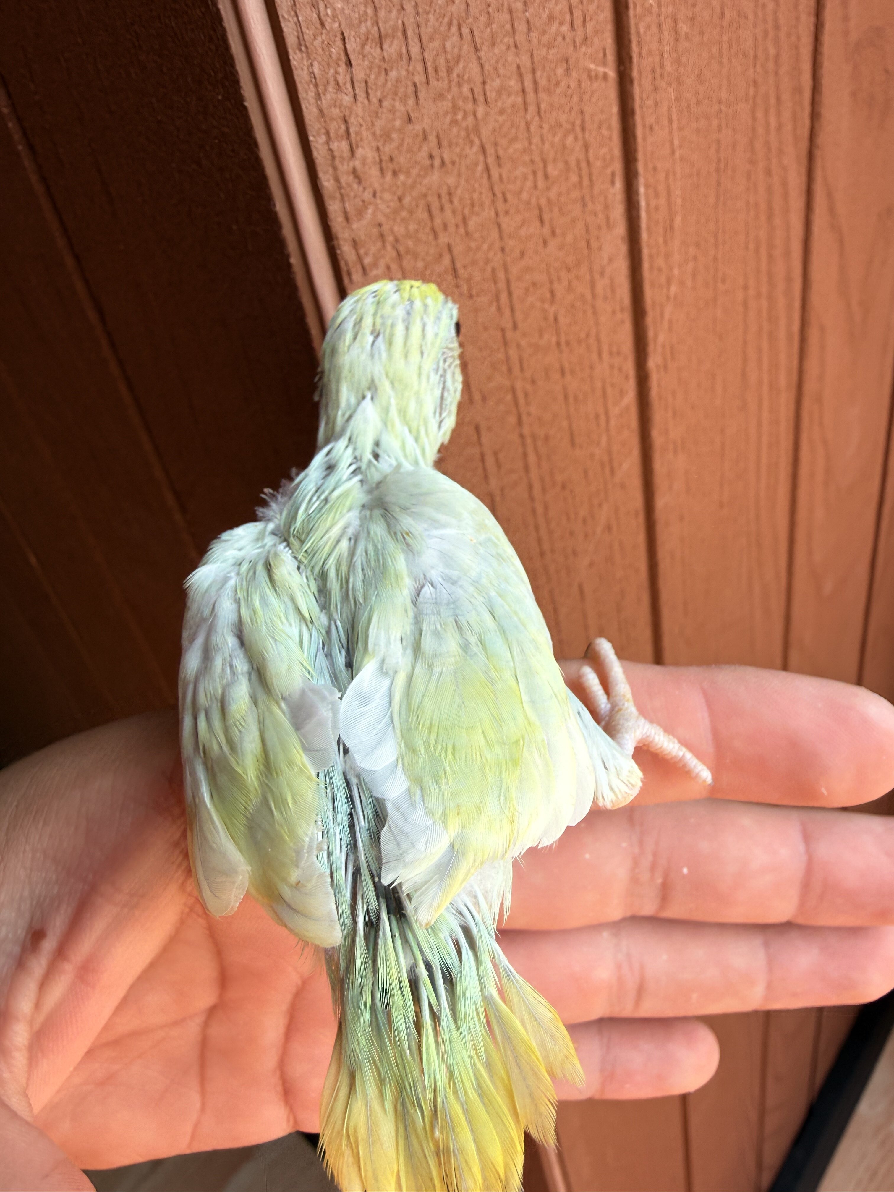 hand-raised parrotlets image 2