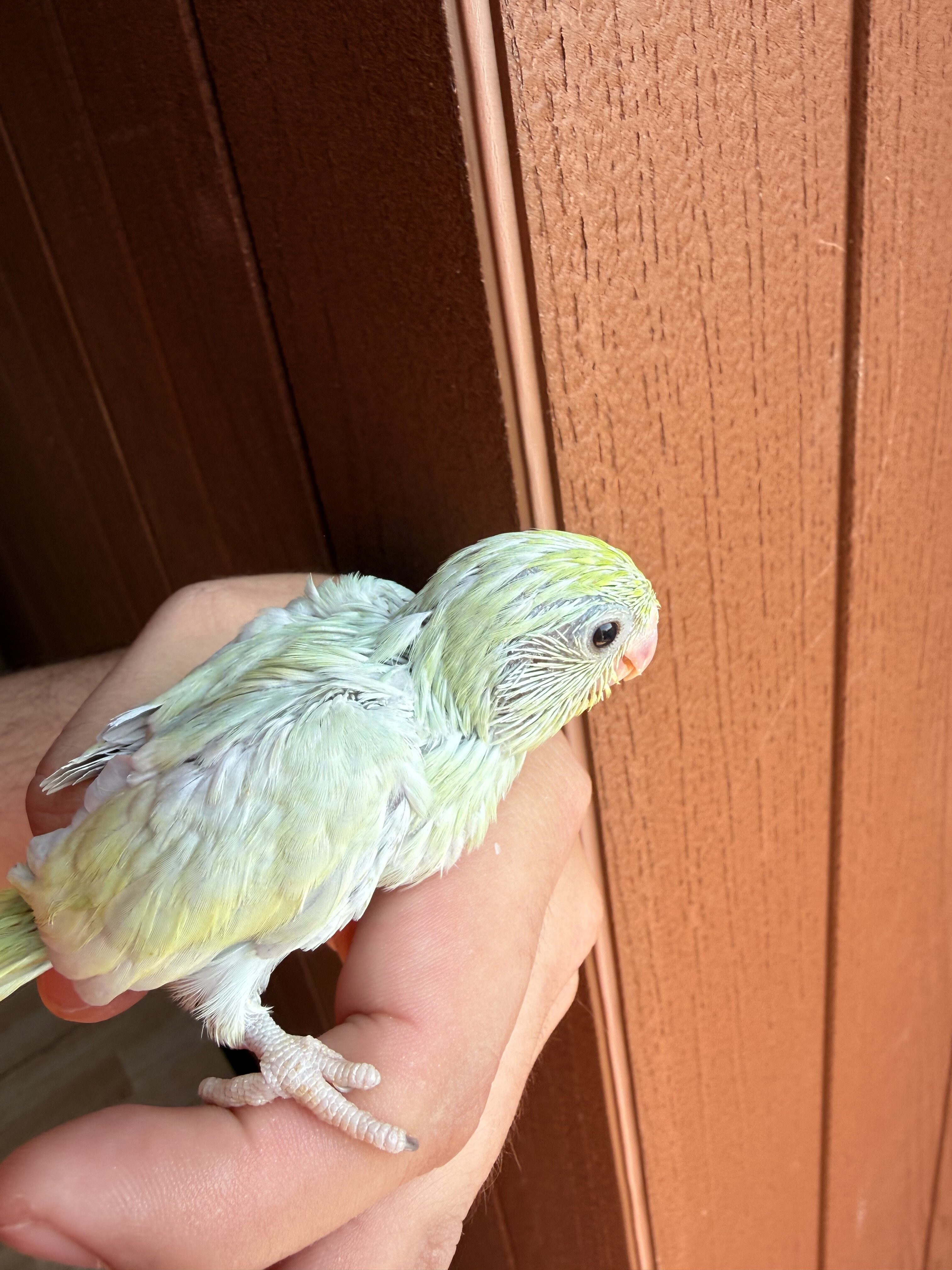 hand-raised parrotlets image 3