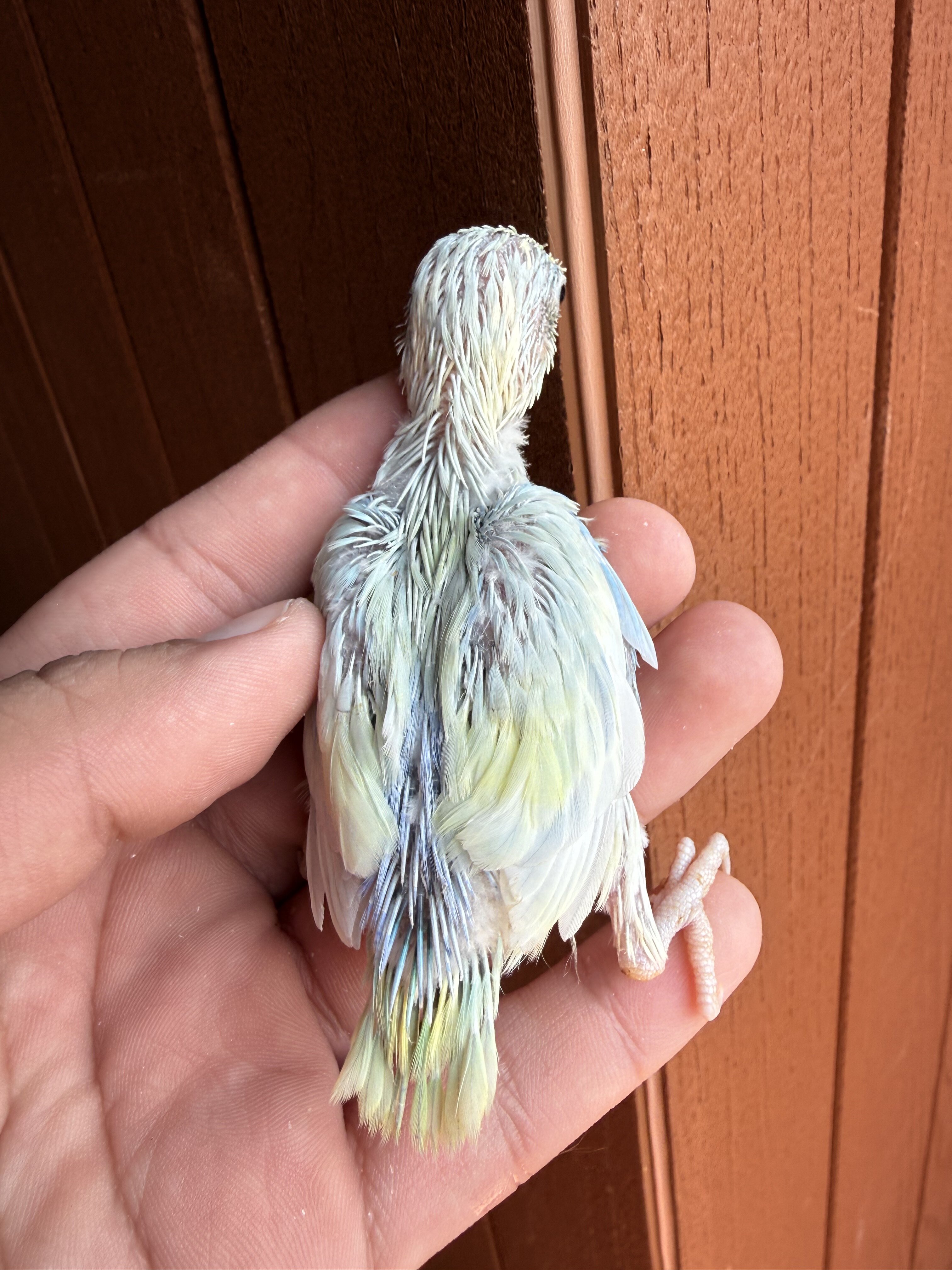 hand-raised parrotlets image 4