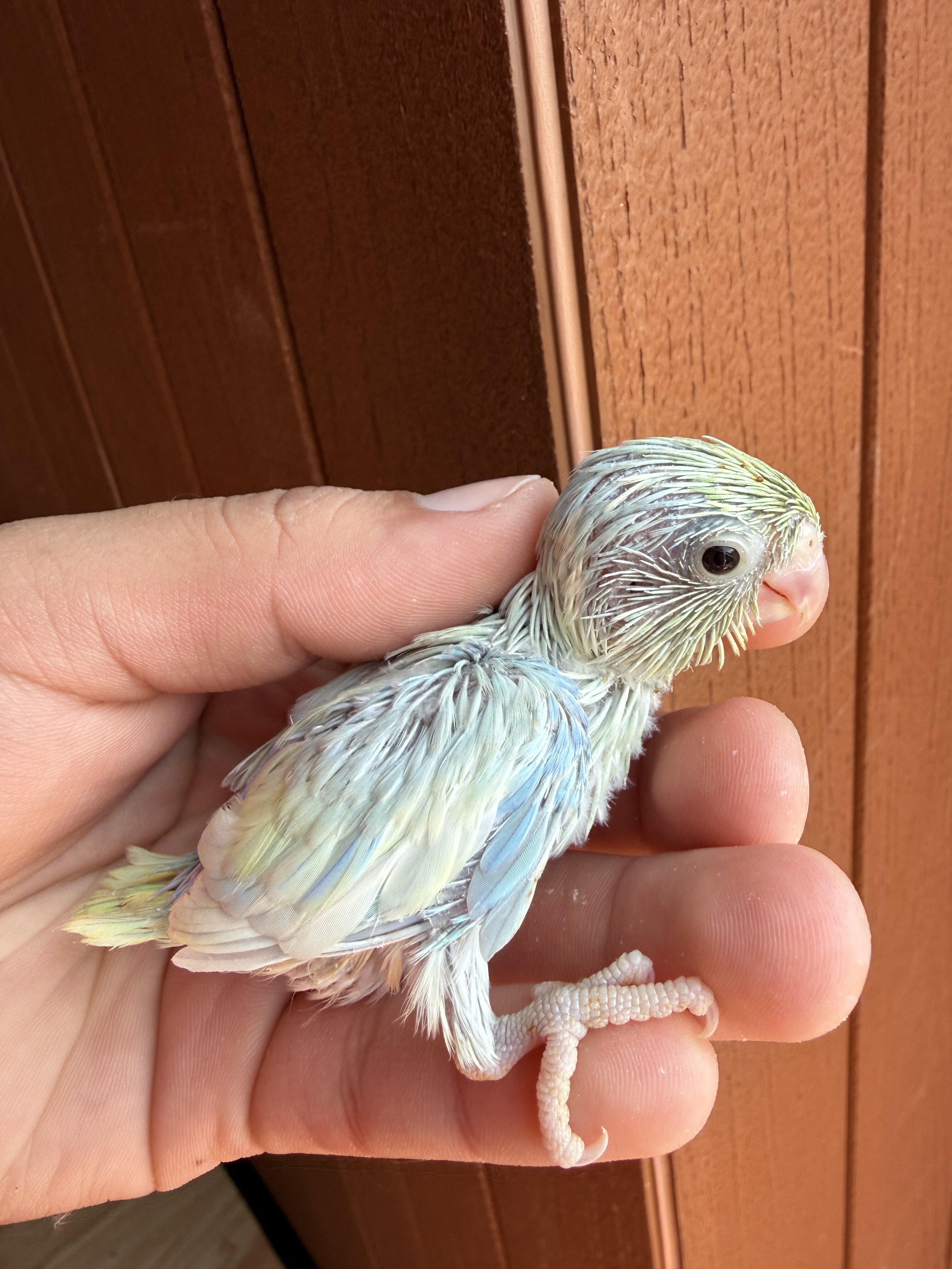 hand-raised parrotlets image 5