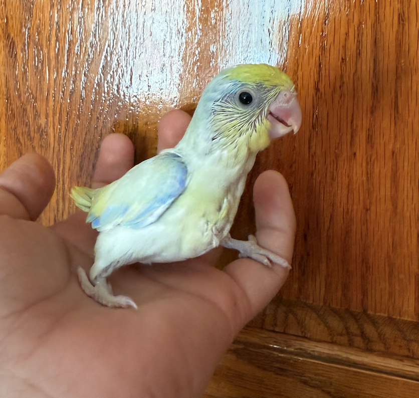 hand-raised parrotlets image 1