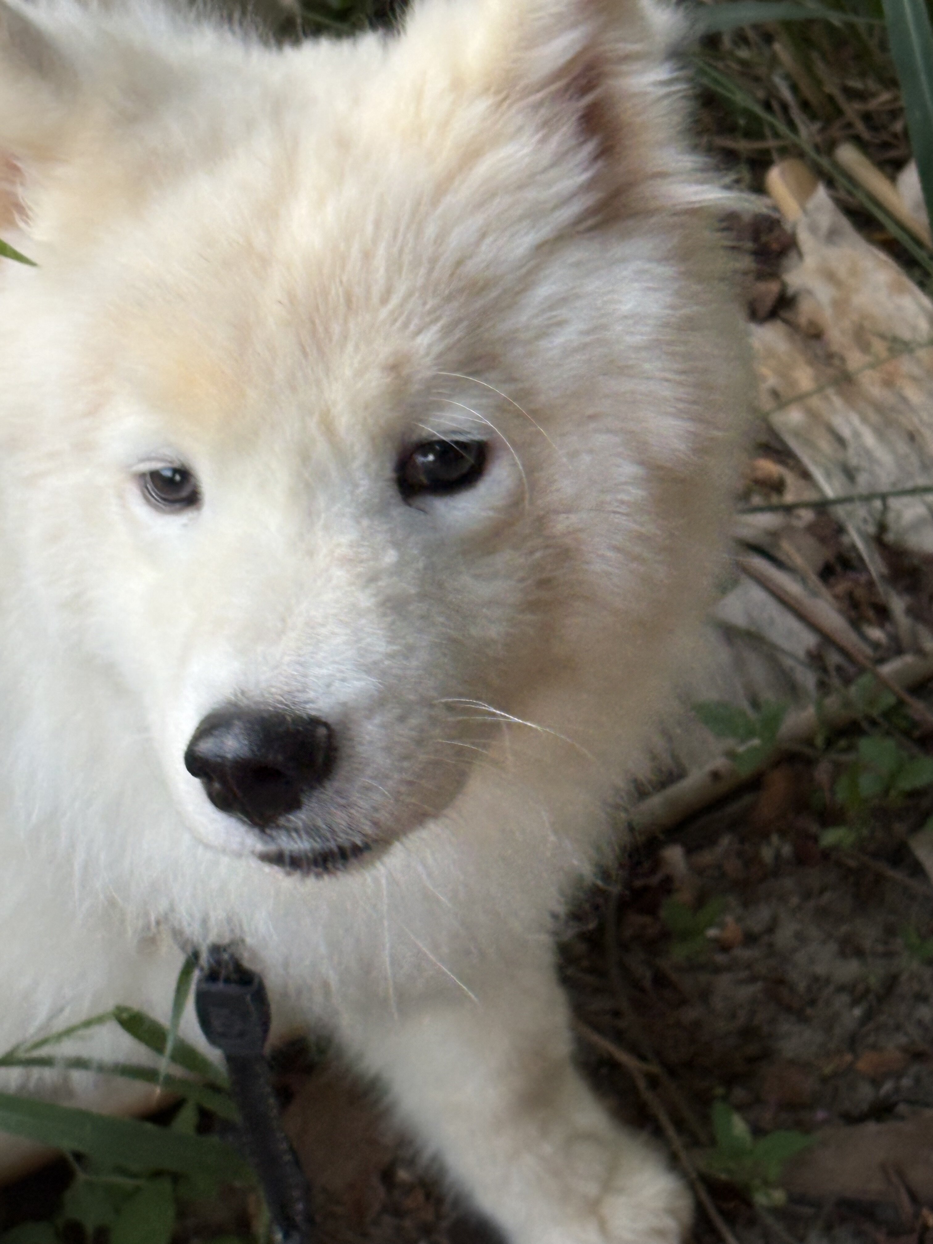 Samoyed puppy image 2