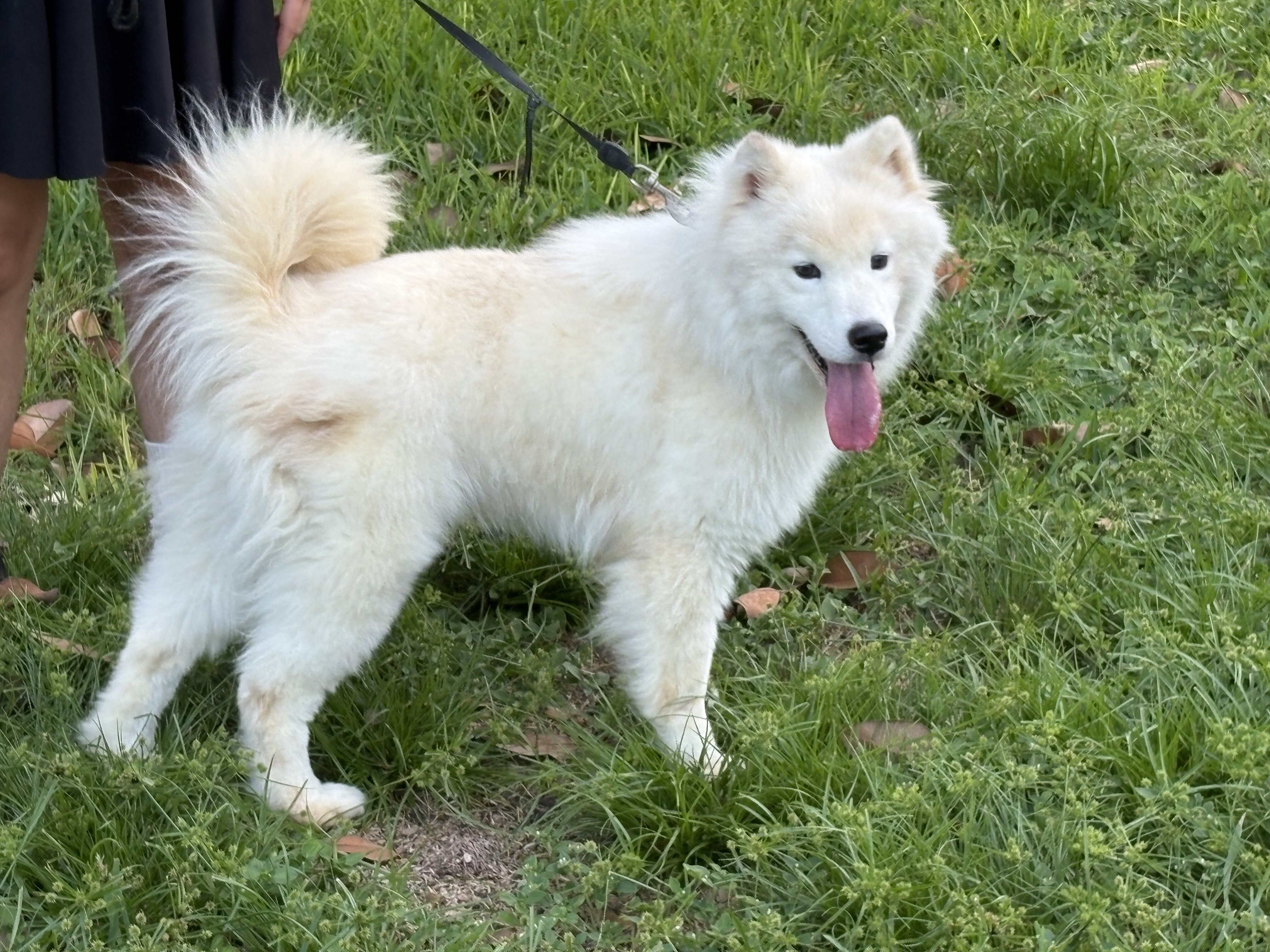Samoyed puppy image 3